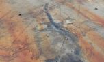 Sorprendente: por el deshielo, encuentran en Chile a un ictiosaurio hembra embarazada