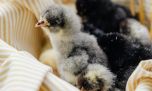 Nacieron tres pichones de una de las aves más amenazadas del planeta