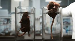 Experimento de las ratas
