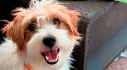 HARRY-PERRO