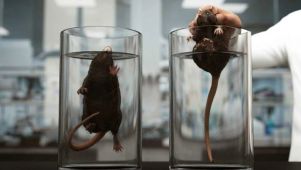 Experimento de las ratas