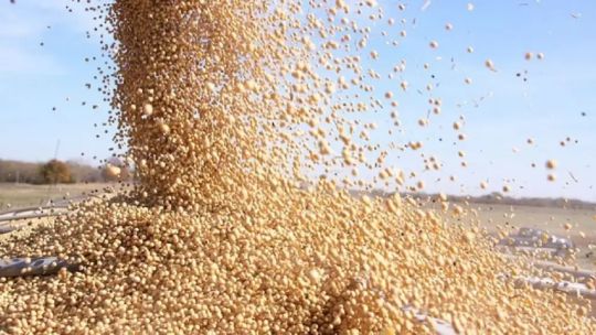Cómo impactó el regreso de las retenciones al agro: “La soja es quizás el mercado que más se vio afectado”
