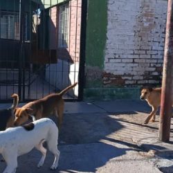 La aplicación registra variables como distribución, comportamiento y estado sanitario de los animales.