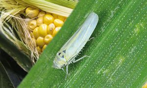 Piden monitorear la situación de la chicharrita en el campo.