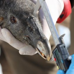 La investigación apunta a evaluar los patrones de uso del espacio del cóndor andino en Córdoba.