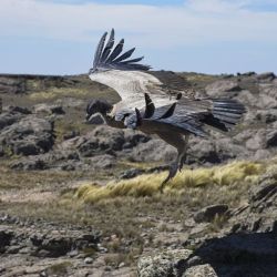 El trabajo de campo se realizará a lo largo de tres años aproximadamente en el Parque Nacional Quebrada del Condorito, 