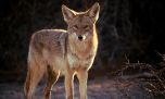 Naturaleza, fauna salvaje y locas aventuras humanas: los ciclos de Discovery siguen cautivándonos 
