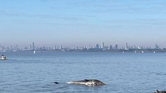 BALLENA EN VICENTE LOPEZ