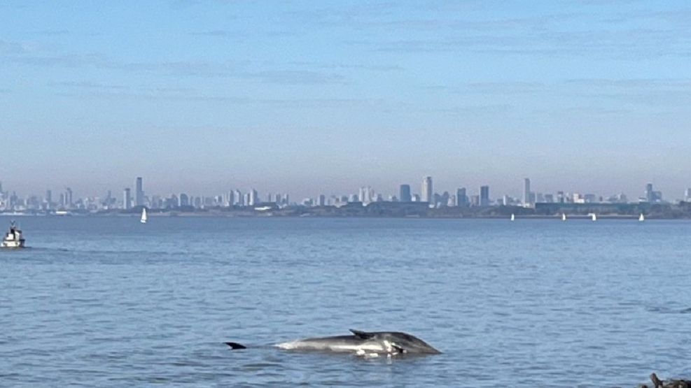BALLENA EN VICENTE LOPEZ