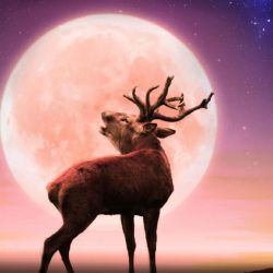 La Luna del Ciervo es uno de los fenómenos más esperados del año.