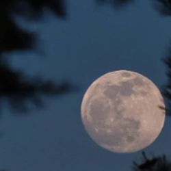 La luna llena se elevará a gran altura y cruzará el cielo de este a oeste durante varias horas.