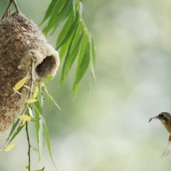 Imagen de un pájaro moscón chino (Remiz consobrinus) regresando a su nido después de cazar en un humedal, en el distrito de Fengnan de Tangshan, en la provincia de Hebei, en el norte de China. | Foto:Xinhua/Yang Shiyao
