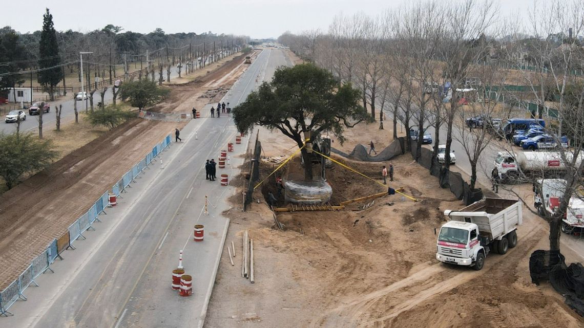 An aerial view of a quebracho blanco tree (Aspidosperma quebracho blanco) being removed on Padre Lucchese avenue in Villa Allende, Cordoba province, Argentina taken on July 9, 2025.