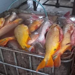 Sábalos y bogas tienen un medida mínima en Entre Ríos de 42 cm. 