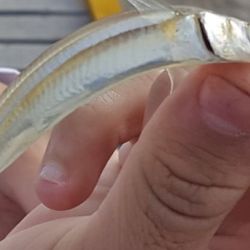  Uno de los muelles más icónicos para ésta práctica es el anexo Guazú de la Asociación Argentina de Pesca.