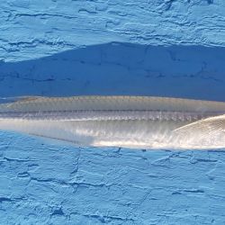  Uno de los muelles más icónicos para ésta práctica es el anexo Guazú de la Asociación Argentina de Pesca.
