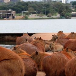 Según estimaciones no oficiales, actualmente más de 3.000 carpinchos habitan en la región norte del Gran Buenos Aires.