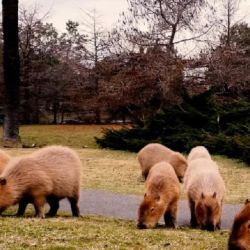 La población de carpinchos sigue creciendo en el norte costero del conurbano bonaerense.