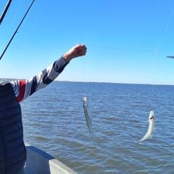 Las lagunas se vieron favorecidas con el respiro que dio el frío y mejoraron las faenas de los pescadores que fueron por el flecha de plata. En el norte, buenas condiciones en el litoral.
