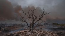 Despues del incendio