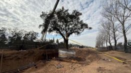 11-07-2025 Quebracho árbol Villa Allende Córdoba