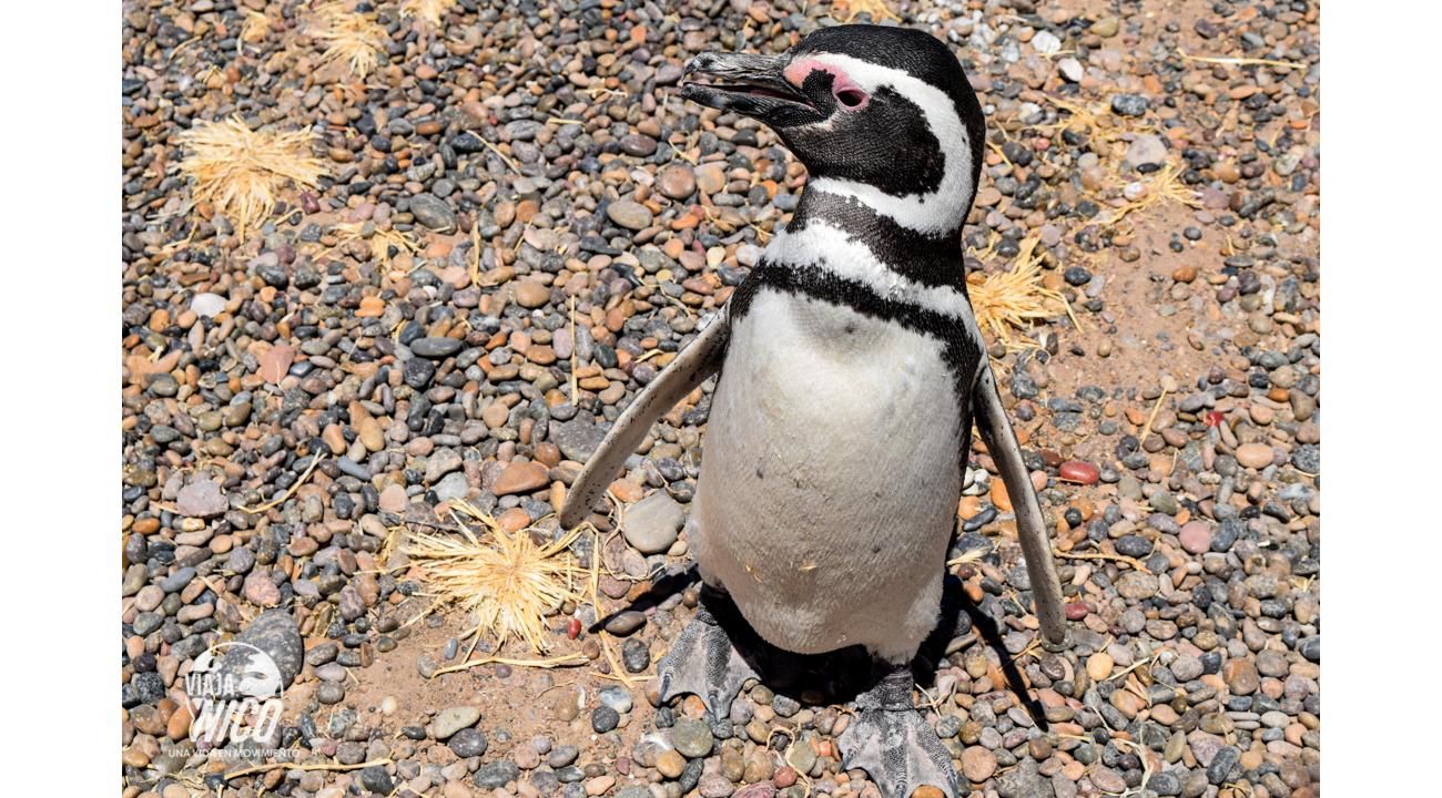 Puerto Madryn y alrededores: naturaleza salvaje, mar y Aventura.