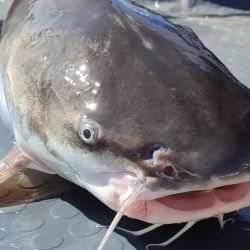 Es inminente la unificación de criterios en el litoral para un único permiso de pesca, tanto comercial como deportivo, y un reglamento común.