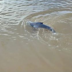 Es inminente la unificación de criterios en el litoral para un único permiso de pesca, tanto comercial como deportivo, y un reglamento común.