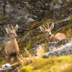 El huemul se encuentra en estado critico de extinción.