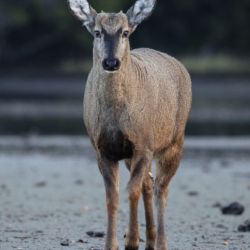 Entre la Argentina y Chile, actualmente solo hay 1.500 ejemplares de huemules.