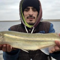 En la mayoría de los pesqueros el rinde fue superior al que se venía dando días previos.