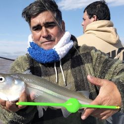 En la mayoría de los pesqueros el rinde fue superior al que se venía dando días previos.