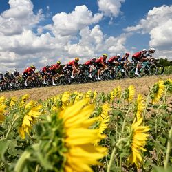 El pelotón pedalea entre campos de girasoles durante la novena etapa de la 112.ª edición del Tour de Francia, de 174,1 km entre Chinon y Chateauroux, en el centro de Francia. | Foto:LOIC VENANCE / AFP