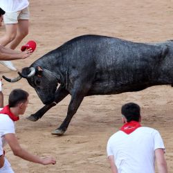 Un participante retrocede frente a una vaca joven en la plaza de toros tras el octavo encierro de San Fermín en Pamplona, norte de España. Miles de personas asisten cada año a las fiestas de una semana de duración y a sus famosos encierros, todos los días a las 8:00 hs por las estrechas calles del casco antiguo a lo largo de un recorrido de 850 metros, mientras los corredores que los preceden intentan mantenerse cerca de los toros sin caerse ni ser corneados. | Foto:Thomas Coex / AFP