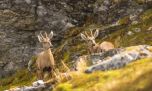 Avistan a un grupo de huemules en una zona nunca antes registrada de la Patagonia chilena