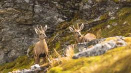 1407_huemul