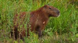 Analizan trasladar 3000 carpinchos a una isla del Delta del Paraná.