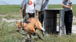 Rescatan a un Aguará Guazú cerca del aeropuerto.