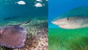 1407_tiburones y rayas 