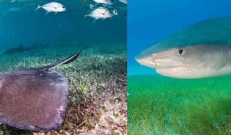 1407_tiburones y rayas 
