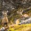 1407_huemul