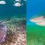 1407_tiburones y rayas