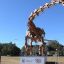 Patagotitan Mayorum: Replica of largest dinosaur in world on display at Recoleta park