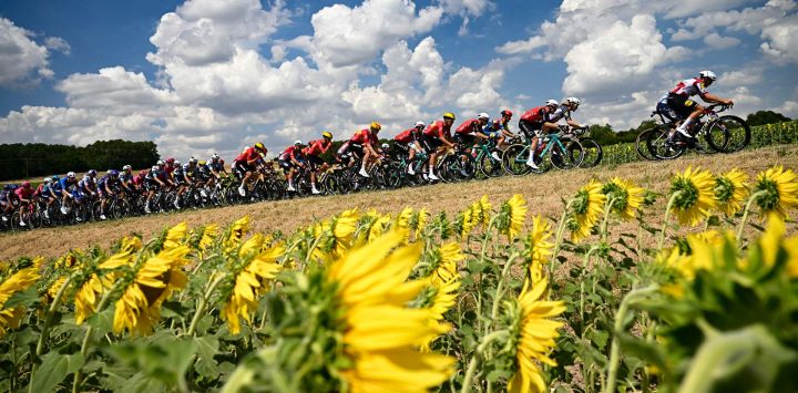 El pelotón pedalea entre campos de girasoles durante la novena etapa de la 112.ª edición del Tour de Francia, de 174,1 km entre Chinon y Chateauroux, en el centro de Francia.