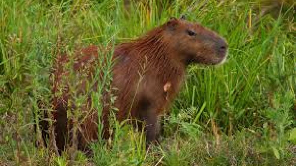 Analizan trasladar 3000 carpinchos a una isla del Delta del Paraná.