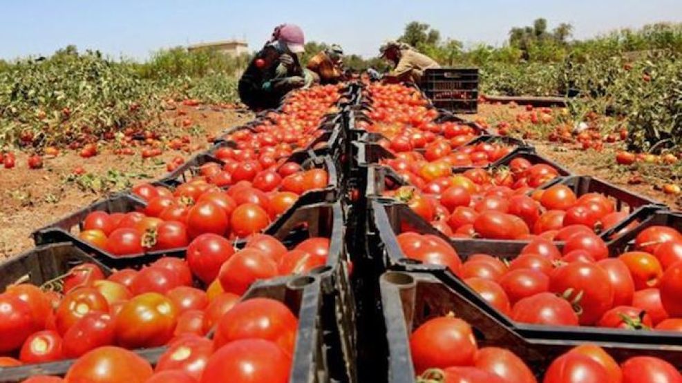 Crece la preocupación en Mendoza por la importación de tomates de Chile y China.