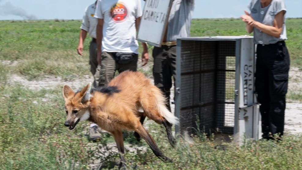 Rescatan a un Aguará Guazú cerca del aeropuerto.