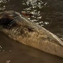 Es la segunda ballena que aparece muerta en la última semana.
