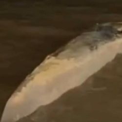 Pertenece a una especie en peligro de extinción.