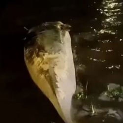 Fue encontrada en avanzado estado de descomposición.